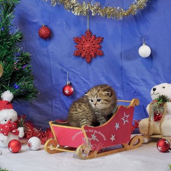 chaton British Shorthair black golden shaded Twilight Chatterie du Val de Brenne chaton British Shorthair black golden shaded Twilight Chatterie du Val de Brenne
