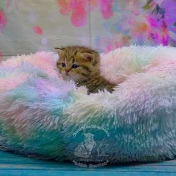 chaton British Shorthair black golden shaded Twilight Chatterie du Val de Brenne chaton British Shorthair black golden shaded Twilight Chatterie du Val de Brenne