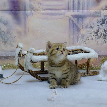 chaton British Shorthair black golden shaded Twilight Chatterie du Val de Brenne chaton British Shorthair black golden shaded Twilight Chatterie du Val de Brenne