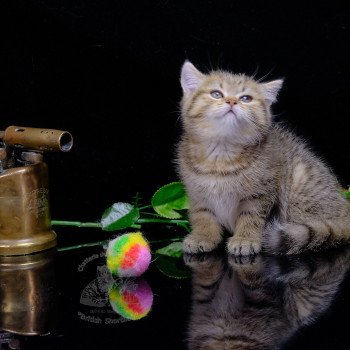 chaton British Shorthair black golden shaded Twilight Chatterie du Val de Brenne chaton British Shorthair black golden shaded Twilight Chatterie du Val de Brenne