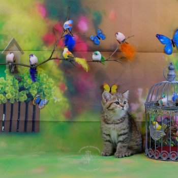 chaton British Shorthair black golden shaded Twilight Chatterie du Val de Brenne chaton British Shorthair black golden shaded Twilight Chatterie du Val de Brenne