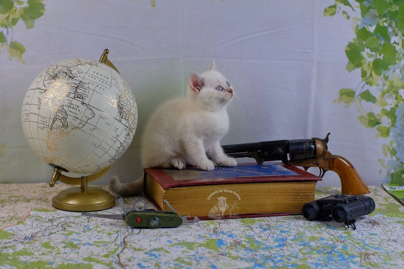 Ticha Du Val de Brenne Femelle British Shorthair