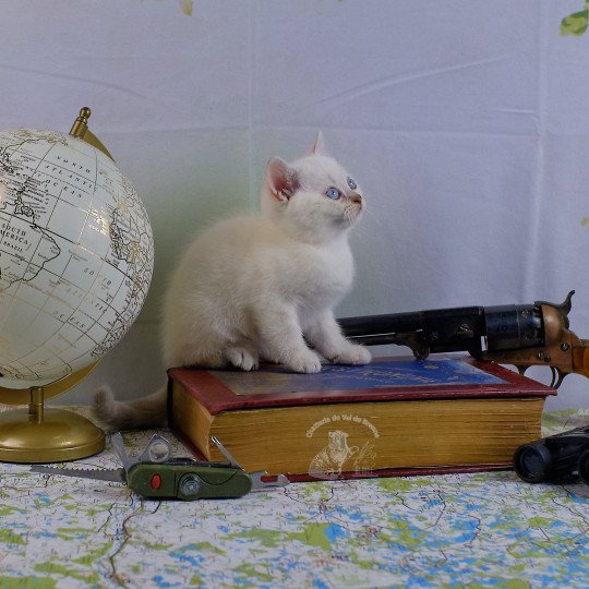 Ticha Du Val de Brenne Femelle British Shorthair