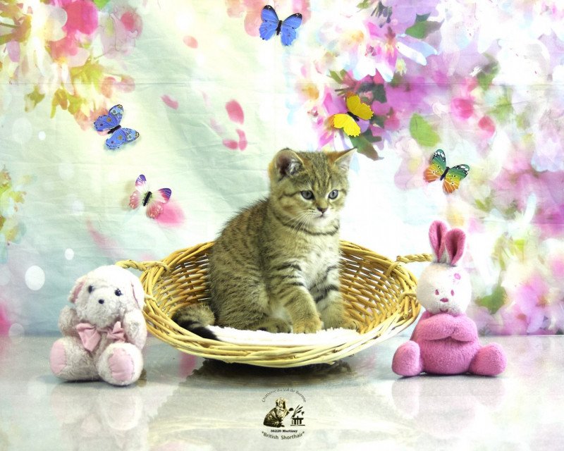 Urkan Du Val de Brenne Mâle British Shorthair Urkan Du Val de Brenne Mâle British Shorthair