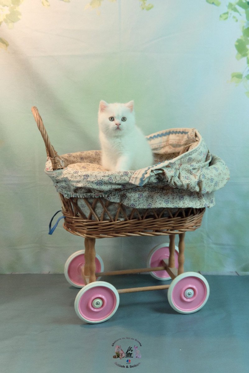 Yuki Du Val de Brenne Femelle British Shorthair