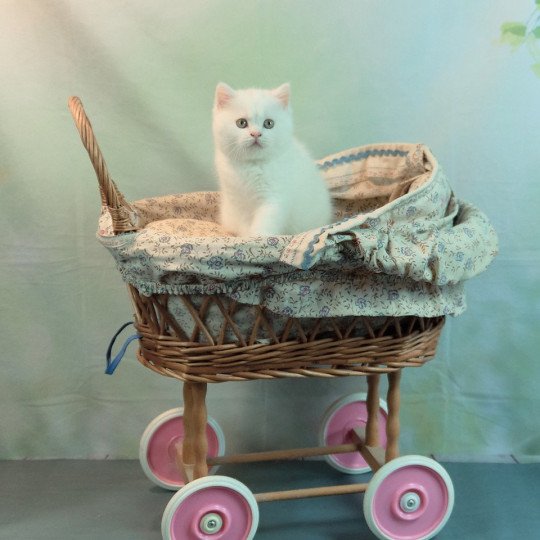 Yuki Du Val de Brenne Femelle British Shorthair