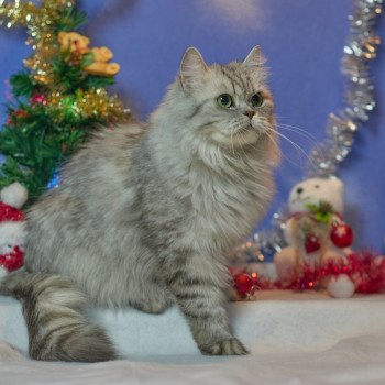 chat Highland Straight black silver spotted tabby Lounas Chatterie du Val de Brenne chat Highland Straight black silver spotted tabby Lounas Chatterie du Val de Brenne