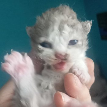 chaton Selkirk Rex Longhair cinnamon & blanc Arès Chatterie du Val de Brenne