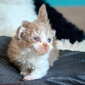 chaton Selkirk Rex Longhair cinnamon & blanc Arès Chatterie du Val de Brenne chaton Selkirk Rex Longhair cinnamon & blanc Arès Chatterie du Val de Brenne