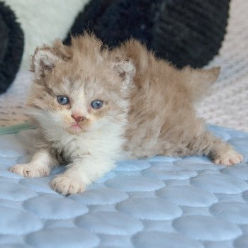 chaton Selkirk Rex Longhair cinnamon & blanc Arès Chatterie du Val de Brenne chaton Selkirk Rex Longhair cinnamon & blanc Arès Chatterie du Val de Brenne
