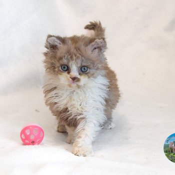 chaton Selkirk Rex Longhair cinnamon & blanc Arès Chatterie du Val de Brenne chaton Selkirk Rex Longhair cinnamon & blanc Arès Chatterie du Val de Brenne