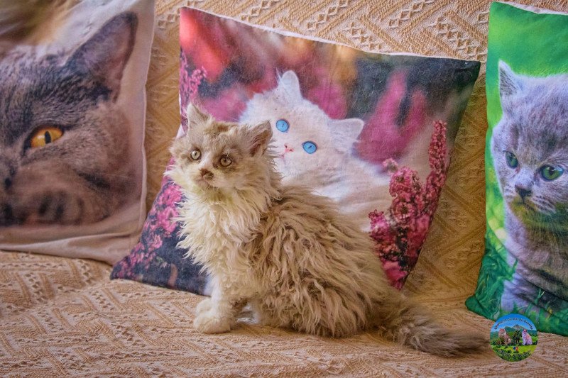 Arès Du Val de Brenne Mâle Selkirk Rex Longhair