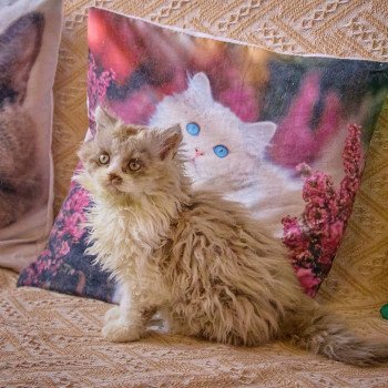 chaton Selkirk Rex Longhair cinnamon & blanc Arès Chatterie du Val de Brenne