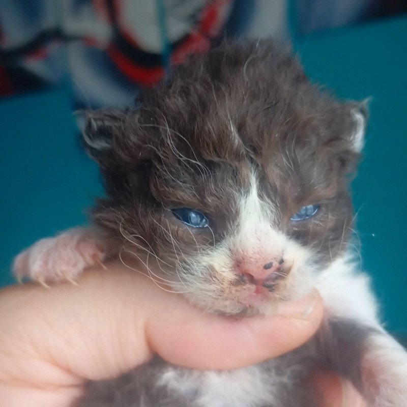 Arwen Du Val de Brenne Femelle Selkirk Rex Longhair