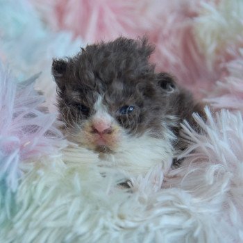 chaton Selkirk Rex Longhair chocolate & blanc Arwen Chatterie du Val de Brenne chaton Selkirk Rex Longhair chocolate & blanc Arwen Chatterie du Val de Brenne