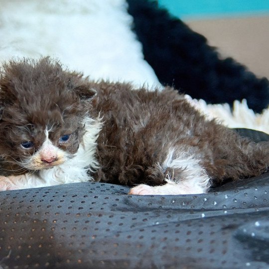 Arwen Du Val de Brenne Femelle Selkirk Rex Longhair