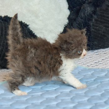 chaton Selkirk Rex Longhair chocolate & blanc Arwen Chatterie du Val de Brenne chaton Selkirk Rex Longhair chocolate & blanc Arwen Chatterie du Val de Brenne