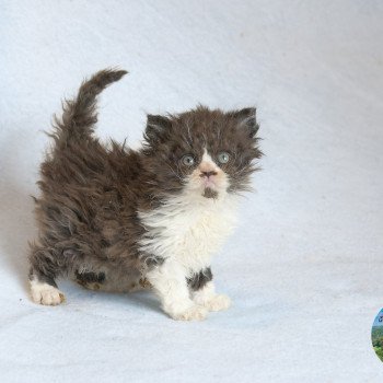 chaton Selkirk Rex Longhair chocolate & blanc Arwen Chatterie du Val de Brenne chaton Selkirk Rex Longhair chocolate & blanc Arwen Chatterie du Val de Brenne