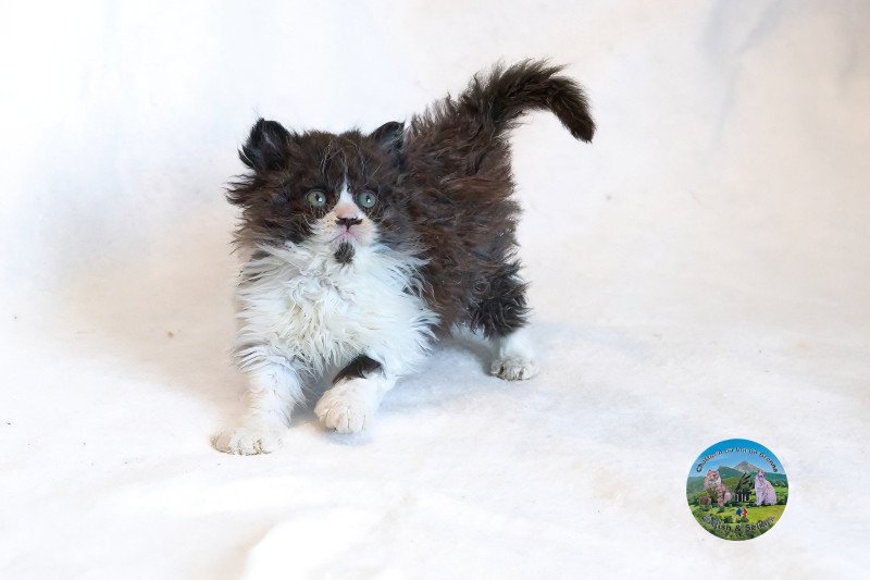 Arwen Du Val de Brenne Femelle Selkirk Rex Longhair Arwen Du Val de Brenne Femelle Selkirk Rex Longhair