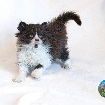 chaton Selkirk Rex Longhair chocolate & blanc Arwen Chatterie du Val de Brenne chaton Selkirk Rex Longhair chocolate & blanc Arwen Chatterie du Val de Brenne