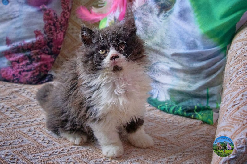 Arwen Du Val de Brenne Femelle Selkirk Rex Longhair