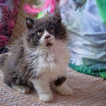 chaton Selkirk Rex Longhair black smoke & blanc Arwen Chatterie du Val de Brenne