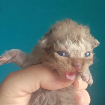 chaton Selkirk Rex Longhair cinnamon smoke Aslan Chatterie du Val de Brenne
