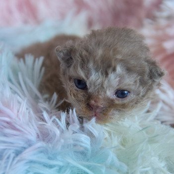 chaton Selkirk Rex Longhair cinnamon smoke Aslan Chatterie du Val de Brenne chaton Selkirk Rex Longhair cinnamon smoke Aslan Chatterie du Val de Brenne