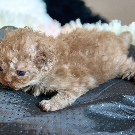 Aslan Du Val de Brenne Mâle Selkirk Rex Longhair