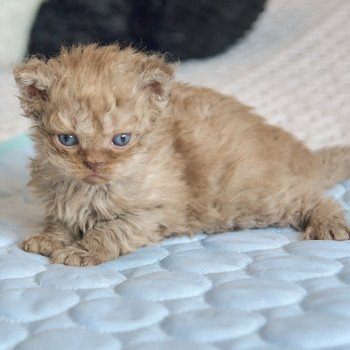 chaton Selkirk Rex Longhair cinnamon smoke Aslan Chatterie du Val de Brenne chaton Selkirk Rex Longhair cinnamon smoke Aslan Chatterie du Val de Brenne