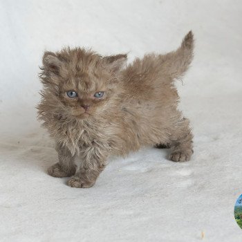 chaton Selkirk Rex Longhair cinnamon smoke Aslan Chatterie du Val de Brenne chaton Selkirk Rex Longhair cinnamon smoke Aslan Chatterie du Val de Brenne