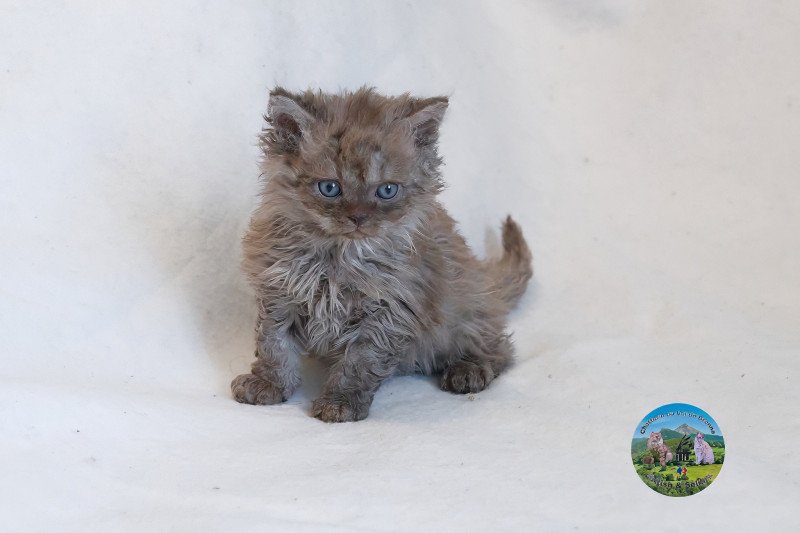 Aslan Du Val de Brenne Mâle Selkirk Rex Longhair Aslan Du Val de Brenne Mâle Selkirk Rex Longhair