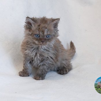 chaton Selkirk Rex Longhair cinnamon smoke Aslan Chatterie du Val de Brenne chaton Selkirk Rex Longhair cinnamon smoke Aslan Chatterie du Val de Brenne