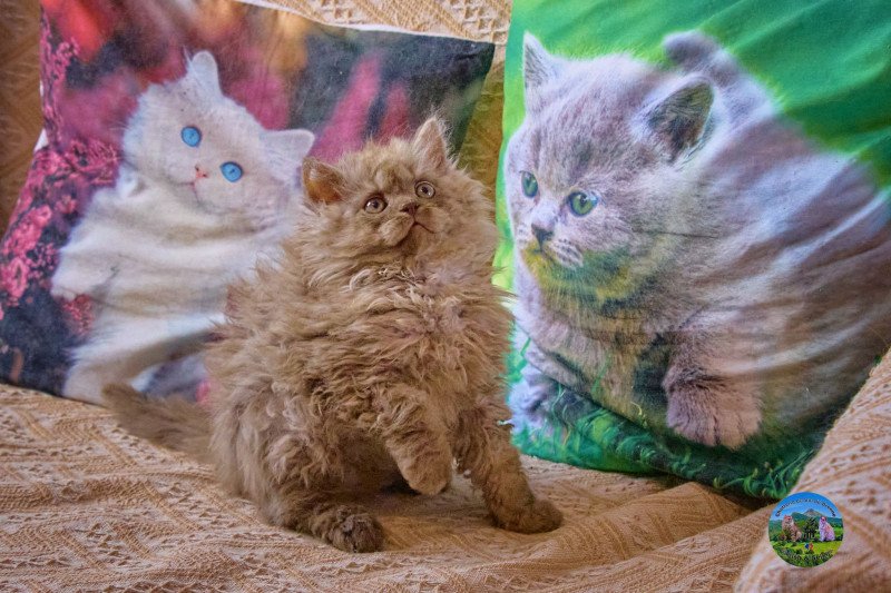 Aslan Du Val de Brenne Mâle Selkirk Rex Longhair