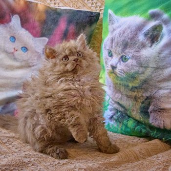 chaton Selkirk Rex Longhair cinnamon smoke Aslan Chatterie du Val de Brenne