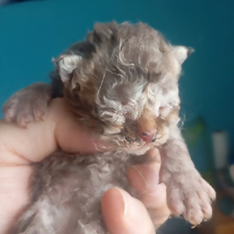 Athos Du Val de Brenne Mâle Selkirk Rex Longhair