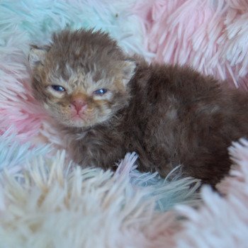 chaton Selkirk Rex Longhair cinnamon smoke Athos Chatterie du Val de Brenne chaton Selkirk Rex Longhair cinnamon smoke Athos Chatterie du Val de Brenne
