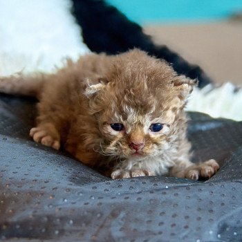 chaton Selkirk Rex Longhair cinnamon smoke Athos Chatterie du Val de Brenne chaton Selkirk Rex Longhair cinnamon smoke Athos Chatterie du Val de Brenne