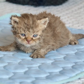 chaton Selkirk Rex Longhair cinnamon smoke Athos Chatterie du Val de Brenne chaton Selkirk Rex Longhair cinnamon smoke Athos Chatterie du Val de Brenne