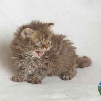 chaton Selkirk Rex Longhair cinnamon smoke Athos Chatterie du Val de Brenne chaton Selkirk Rex Longhair cinnamon smoke Athos Chatterie du Val de Brenne