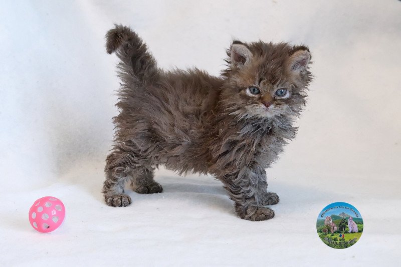 Athos Du Val de Brenne Mâle Selkirk Rex Longhair Athos Du Val de Brenne Mâle Selkirk Rex Longhair