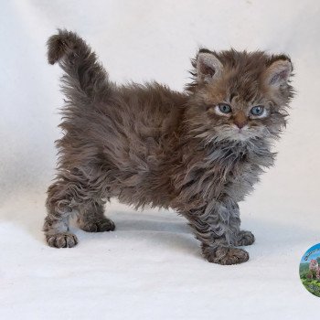 chaton Selkirk Rex Longhair cinnamon smoke Athos Chatterie du Val de Brenne chaton Selkirk Rex Longhair cinnamon smoke Athos Chatterie du Val de Brenne