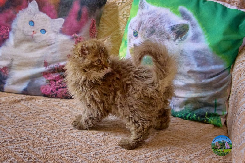 Athos Du Val de Brenne Mâle Selkirk Rex Longhair