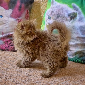 chaton Selkirk Rex Longhair cinnamon smoke Athos Chatterie du Val de Brenne