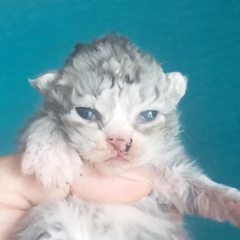 chaton Selkirk Rex Longhair blue smoke bicolor Atlas Chatterie du Val de Brenne