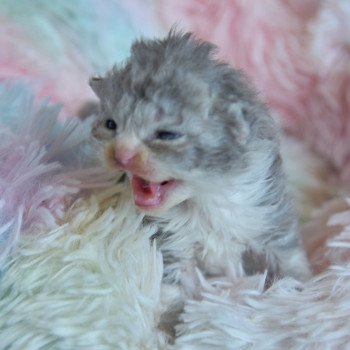 chaton Selkirk Rex Longhair blue smoke bicolor Atlas Chatterie du Val de Brenne chaton Selkirk Rex Longhair blue smoke bicolor Atlas Chatterie du Val de Brenne