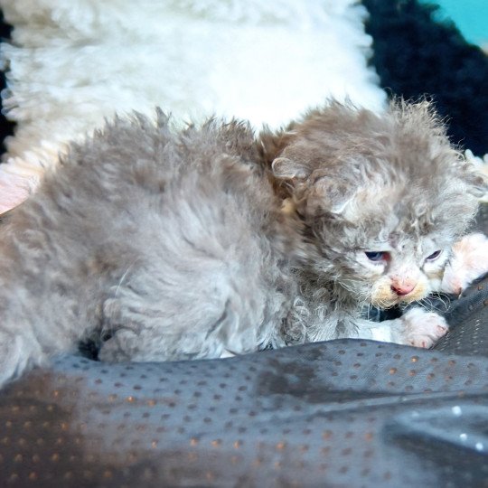Atlas Du Val de Brenne Mâle Selkirk Rex Longhair