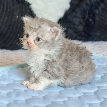 chaton Selkirk Rex Longhair blue smoke bicolor Atlas Chatterie du Val de Brenne chaton Selkirk Rex Longhair blue smoke bicolor Atlas Chatterie du Val de Brenne