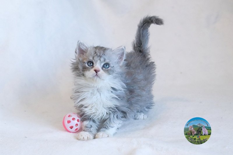 Atlas Du Val de Brenne Mâle Selkirk Rex Longhair Atlas Du Val de Brenne Mâle Selkirk Rex Longhair
