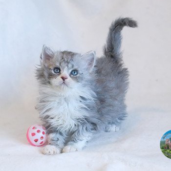 chaton Selkirk Rex Longhair blue smoke bicolor Atlas Chatterie du Val de Brenne chaton Selkirk Rex Longhair blue smoke bicolor Atlas Chatterie du Val de Brenne